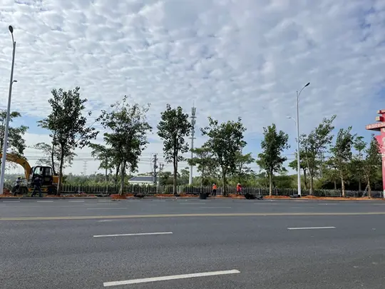 Groenblijvende schaduwbomen