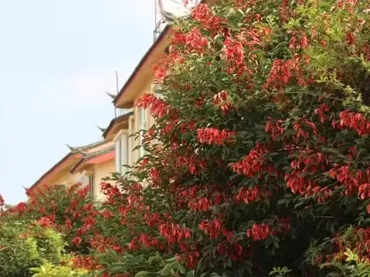 Unieke bloeiende bomen