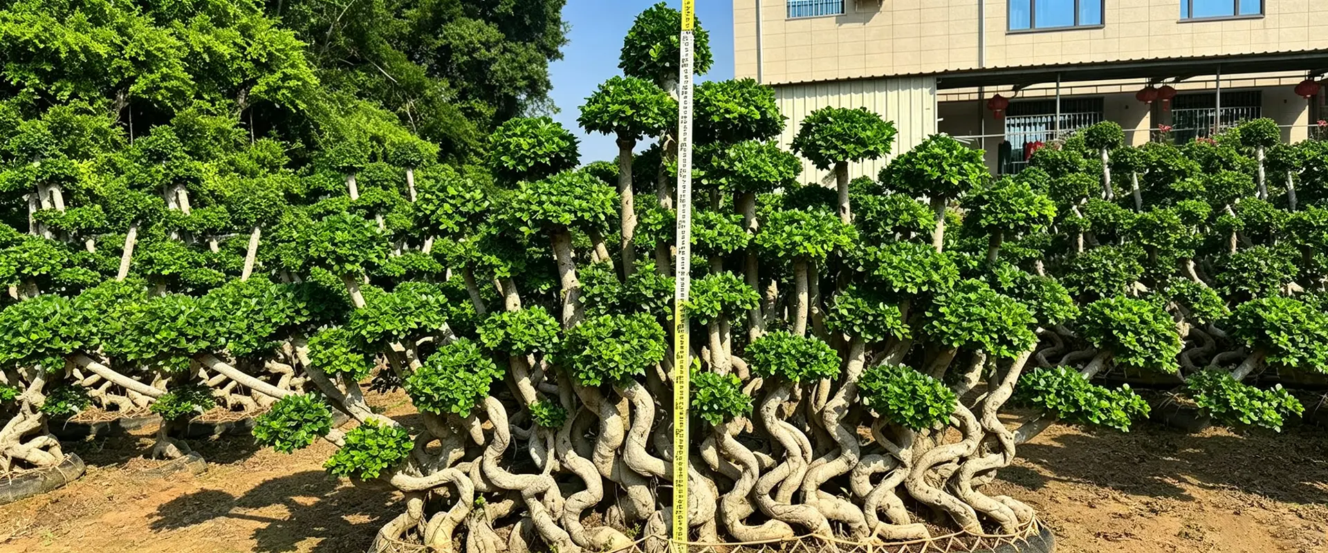 China Groenblijvende schaduwbomen Leverancier