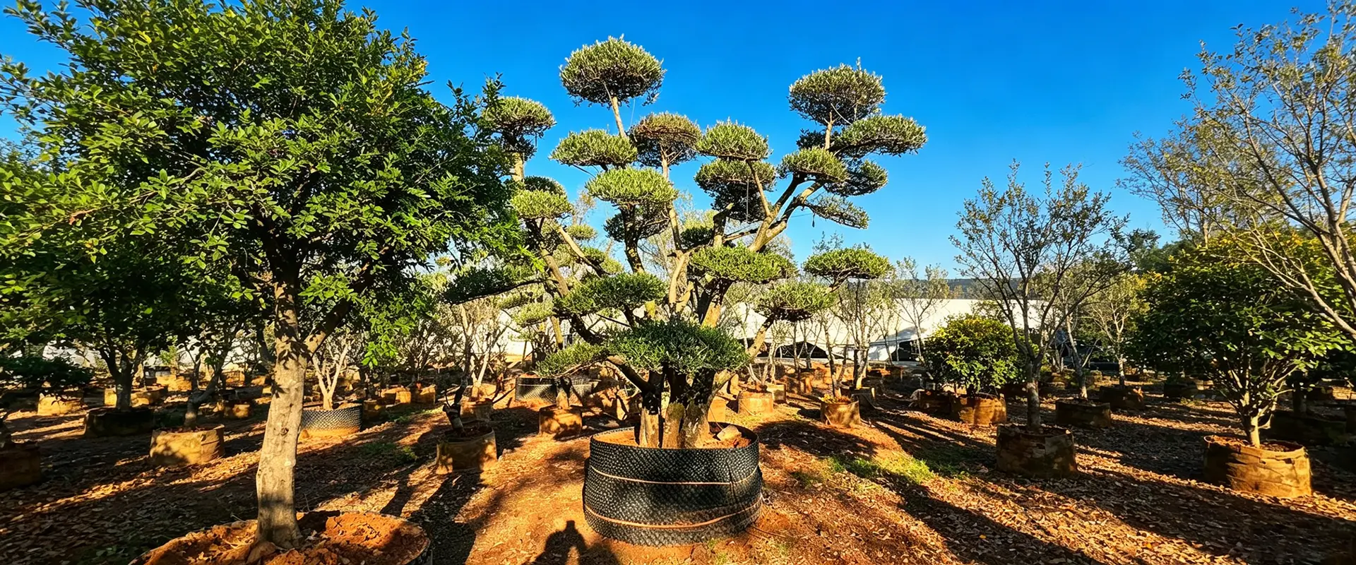 Unieke bloeiende bomen te koop