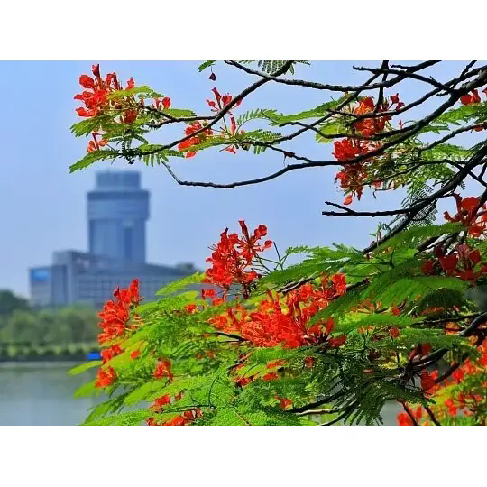 Hoe creëert Royal Poinciana prachtige tropische landschappen?