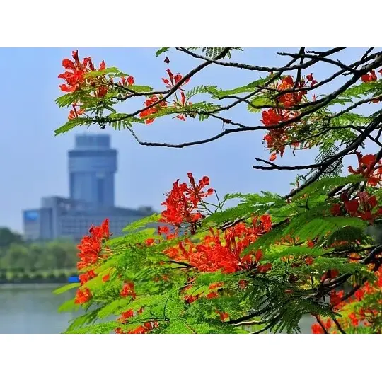 Waarom in containers gekweekte Royal Poinciana-liners het landschapssucces maximaliseren? Waarom in containers gekweekte Royal Poinciana-liners het landschapssucces maximaliseren?