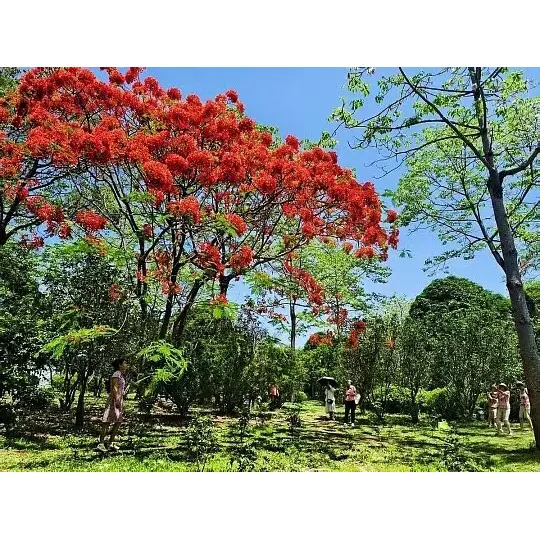Hoe ingemaakte Royal Poinciana-bomen het marktbereik voor plantengroothandels vergroten? Hoe ingemaakte Royal Poinciana-bomen het marktbereik voor plantengroothandels vergroten?