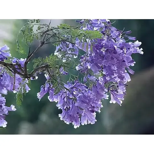Hoe creëert een Jacaranda-boom prachtige landschappen en langdurige schoonheid?