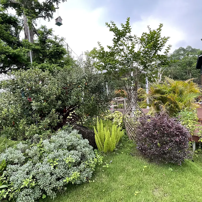 Hoe creëert Crape Myrtle een prachtig en onderhoudsarm landschap?