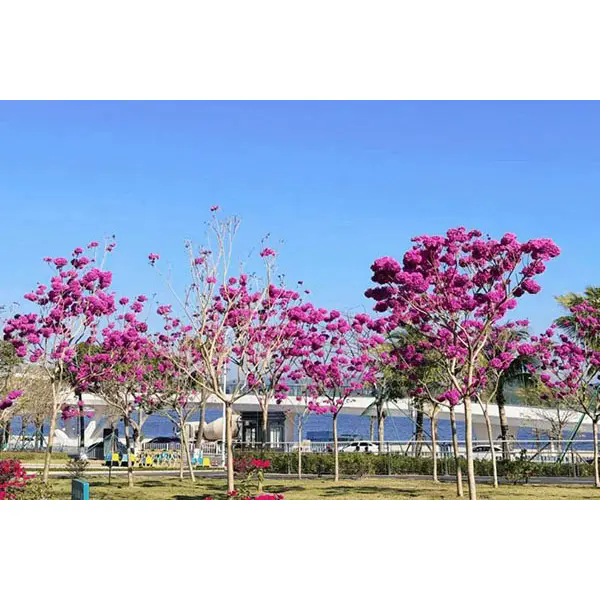 Wat maakt Purple Trumpet Tree tot een ideale keuze voor verbluffende landschapsprojecten?