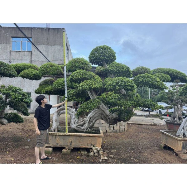 Ficus Microcarpa Bonsaiboom Ficus Microcarpa Bonsaiboom