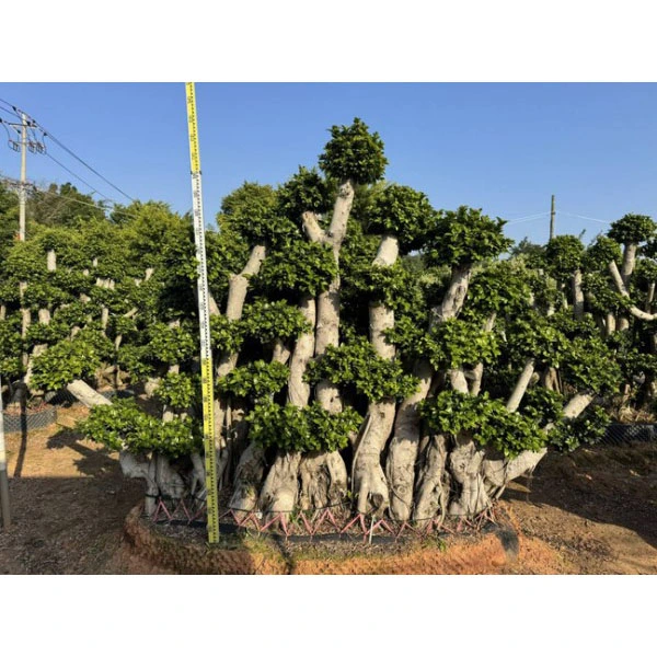 Ficus Microcarpa Bonsaiboom