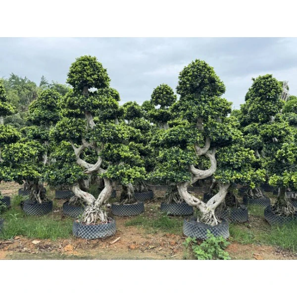 Ficus microcarpa-voeringen
