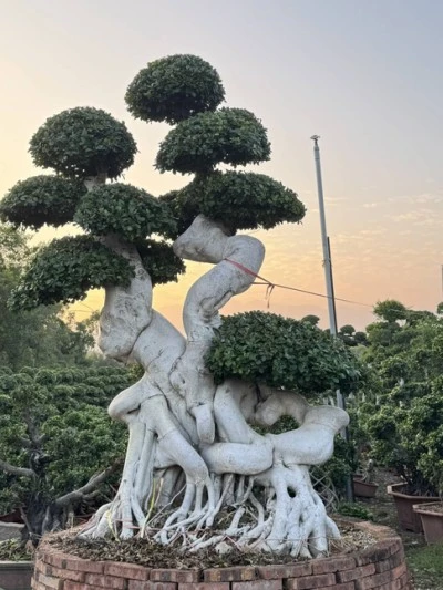 Ficus Microcarpa Liners