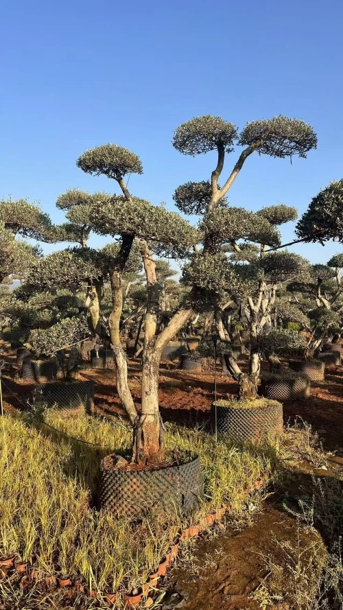 Potted Olive Tree