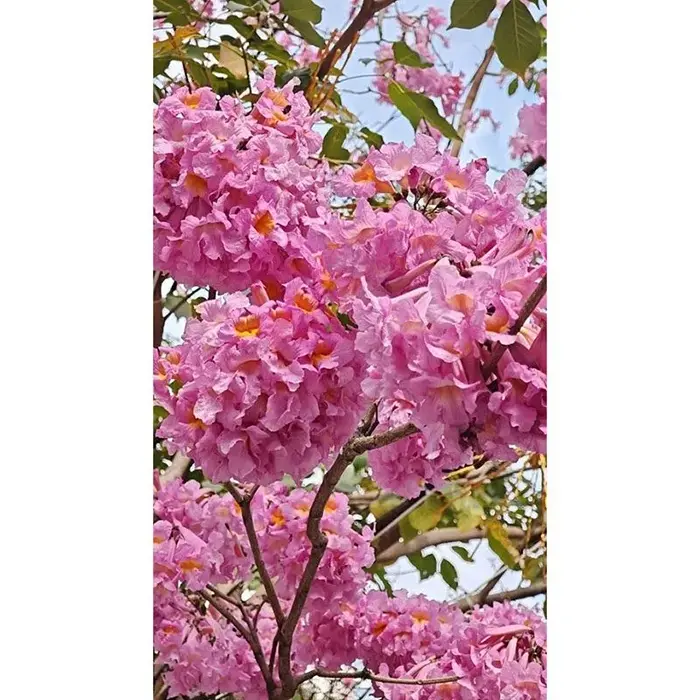 Paarse trompetboombonsai