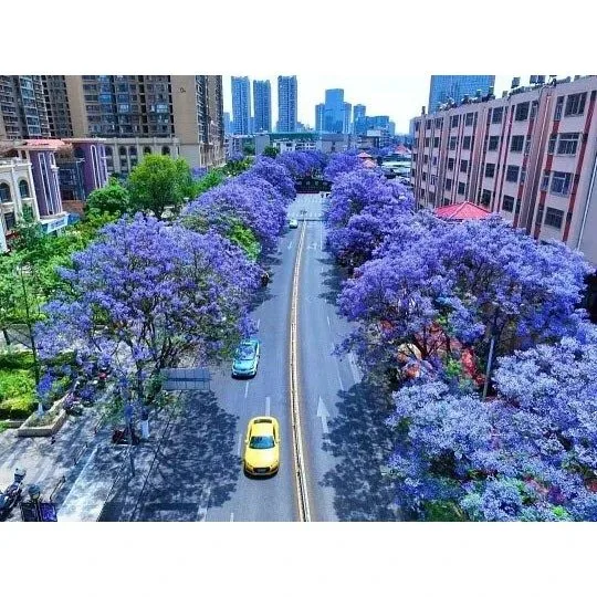 Specimen Jacaranda-boom