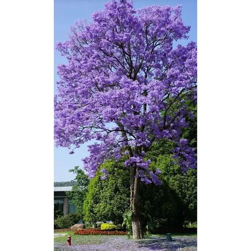 Specimen Jacaranda-boom
